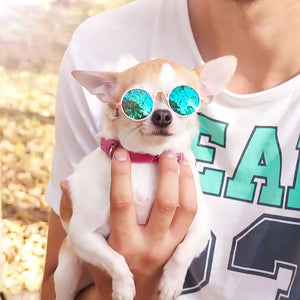 Pet Sunglasses